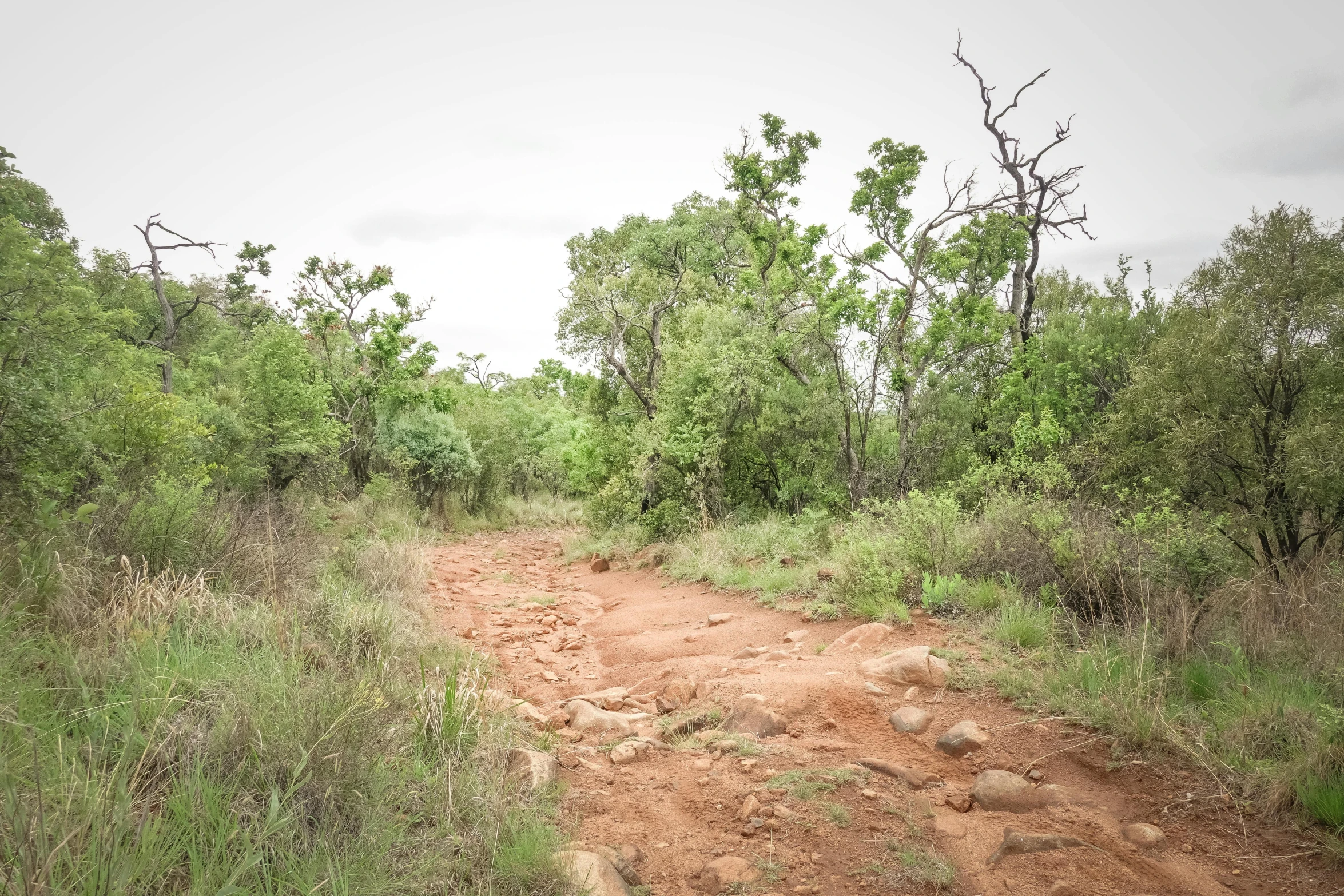 a dirt path in an area with trees and shrubs