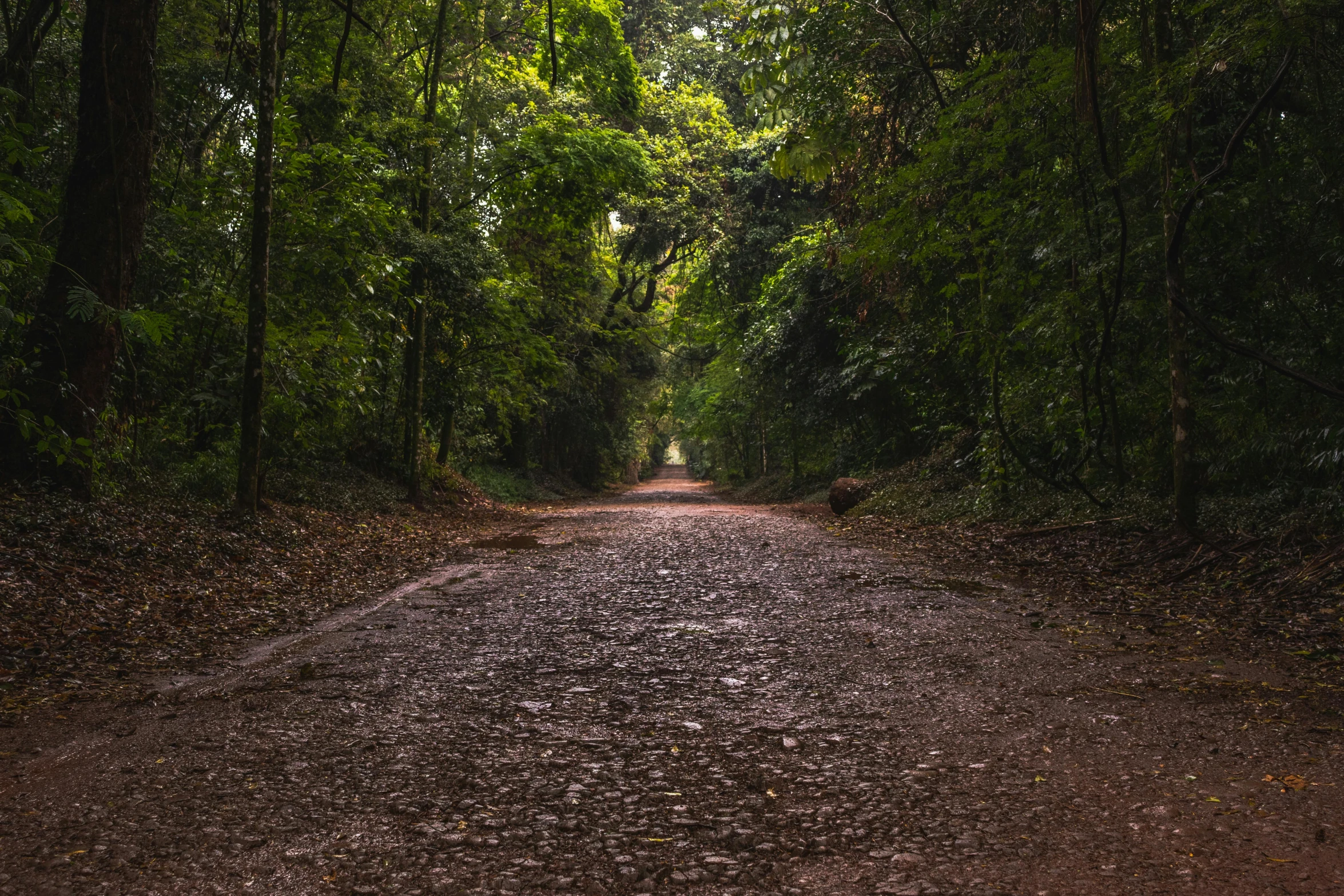 there is a dirt path surrounded by trees