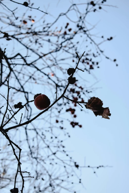 an apple tree is being viewed by its nches