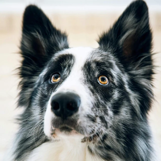 a close up of a dog looking into the camera