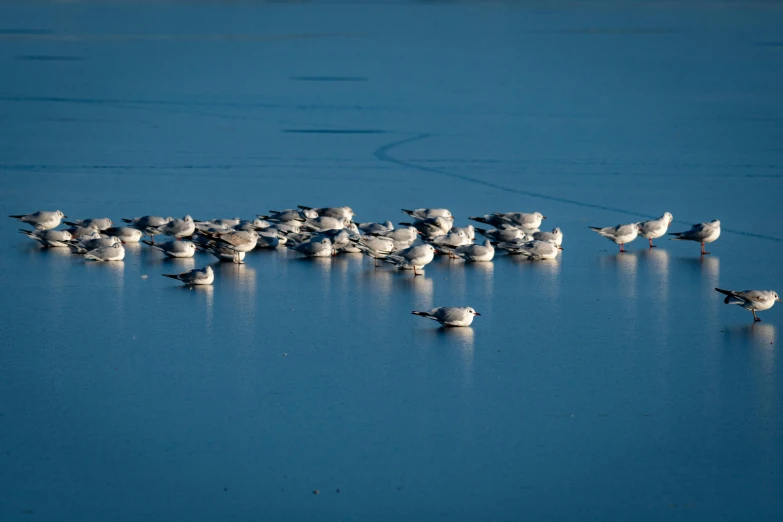 a flock of birds standing on top of a frozen lake