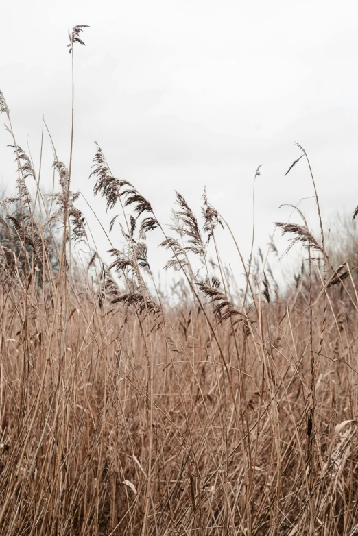 large brown grassy field next to mountain in distance