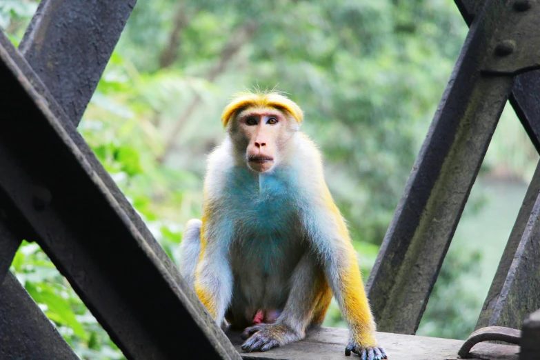 a small monkey sitting on the rail of a bridge