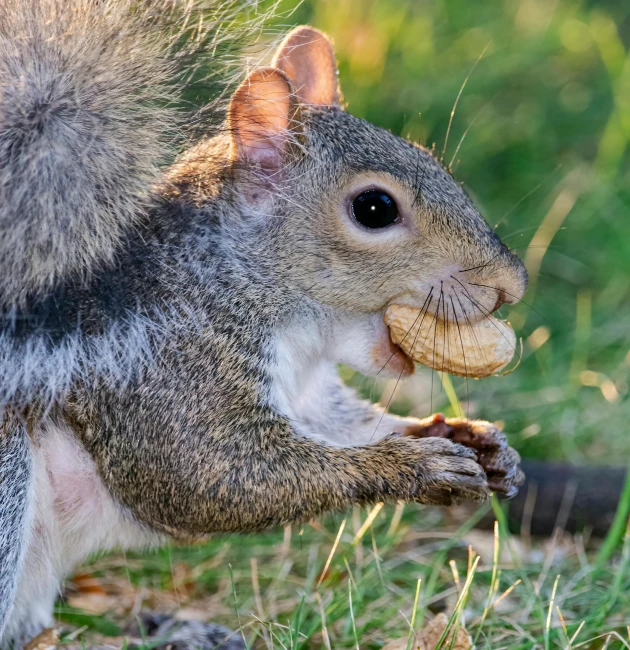a close up of a squirrel eating a nut