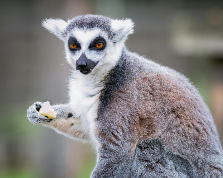 a lemurd eating a piece of food on top of its paw