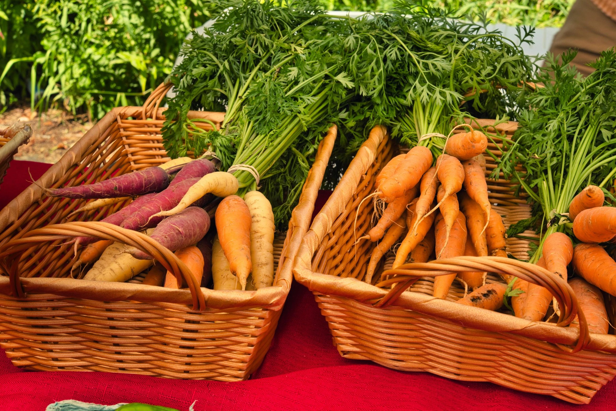 several baskets full of freshly picked carrots at the market