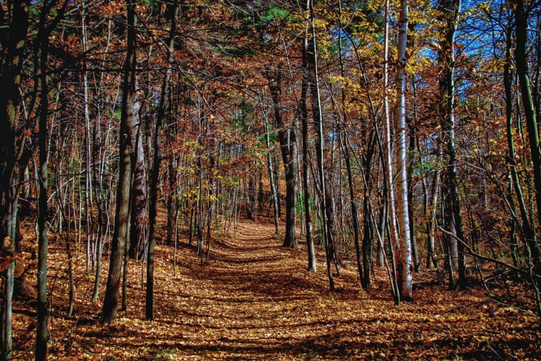 the sun is shining on this path through the woods