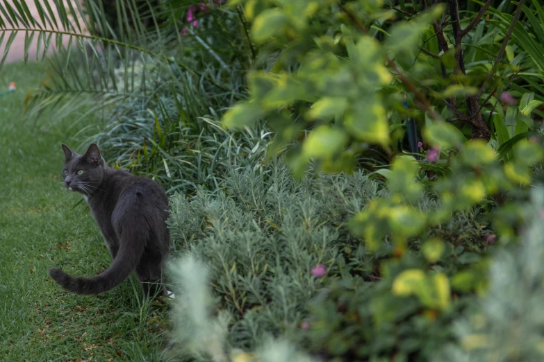 a black cat sitting on the ground near some plants
