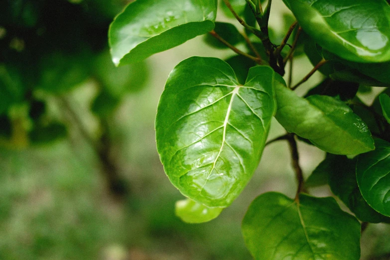 a large leaf hangs from a tree