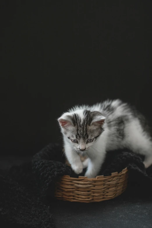 an animal that is walking through the basket