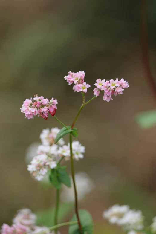 a close up of pink and white flowers