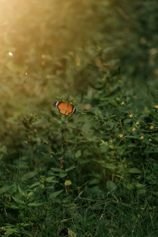 a single erfly that is sitting on some grass