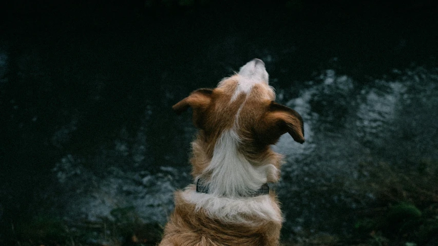 a dog with it's head up in the air looking at soing