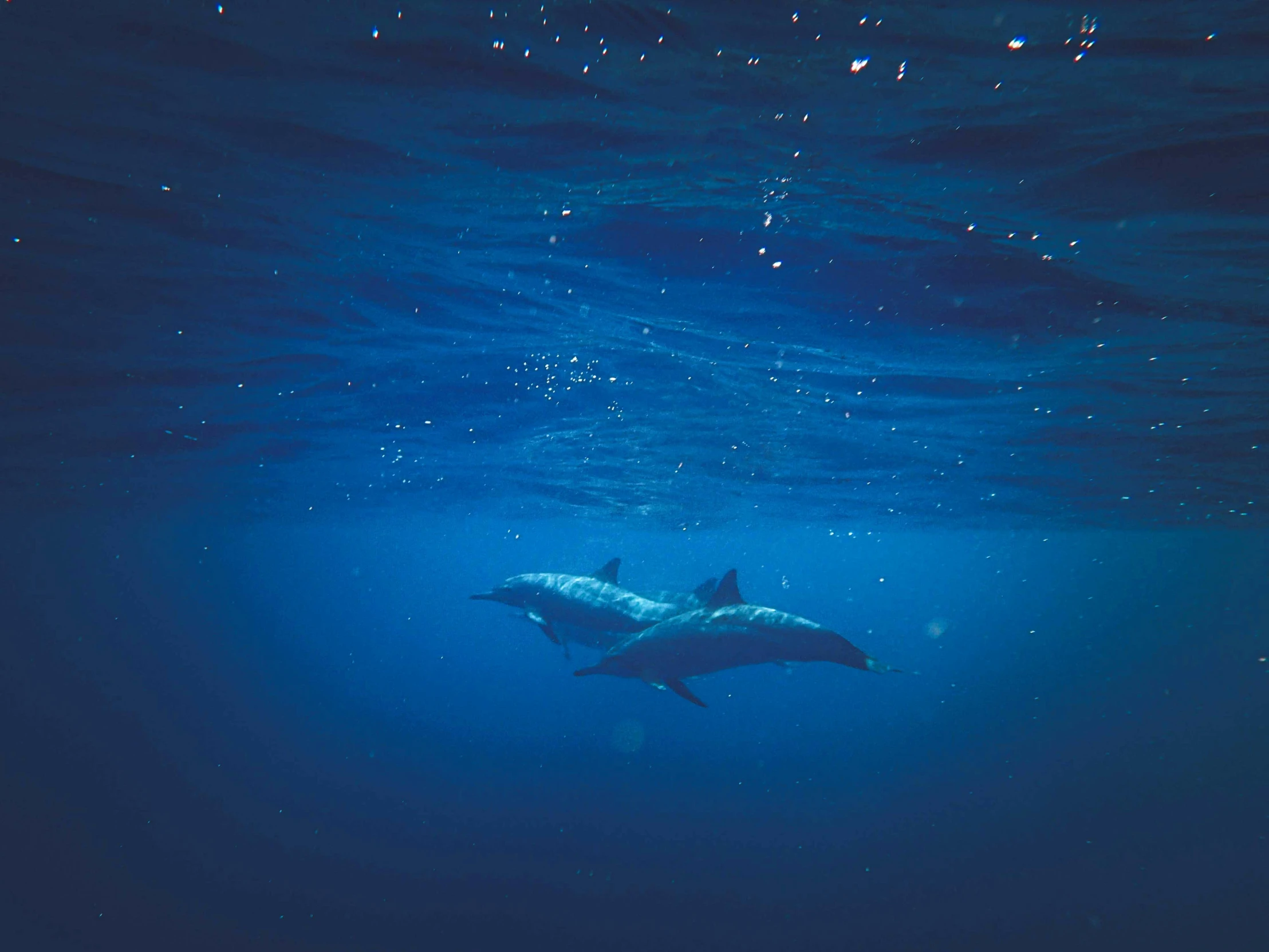 two dolphins swimming with bubbles around them and the tops of their tails submerged