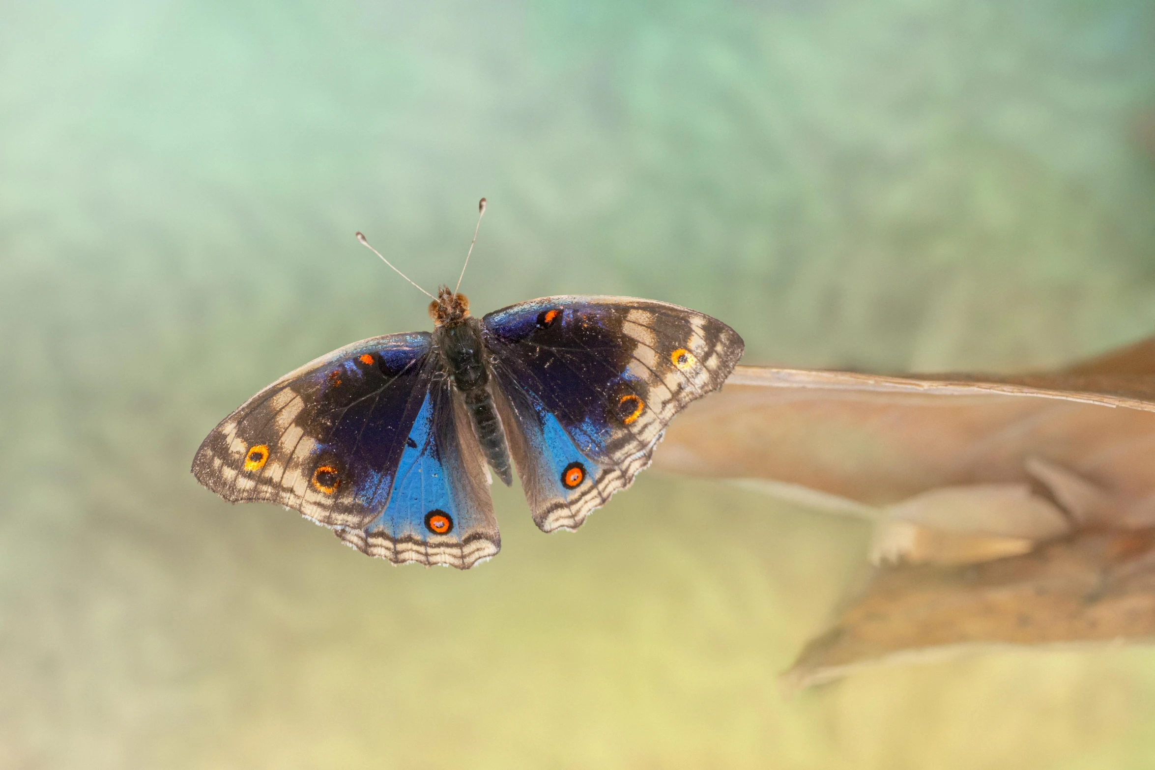 an image of a colorful erfly in the air