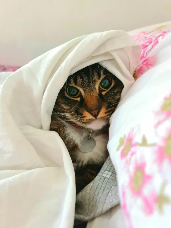 a cat with blue eyes is hiding in a blanket