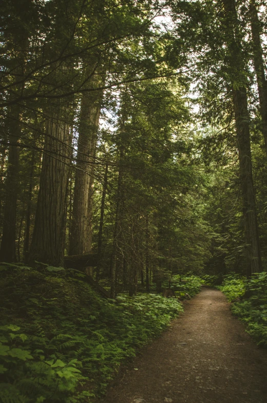 a forest with some trees and some plants