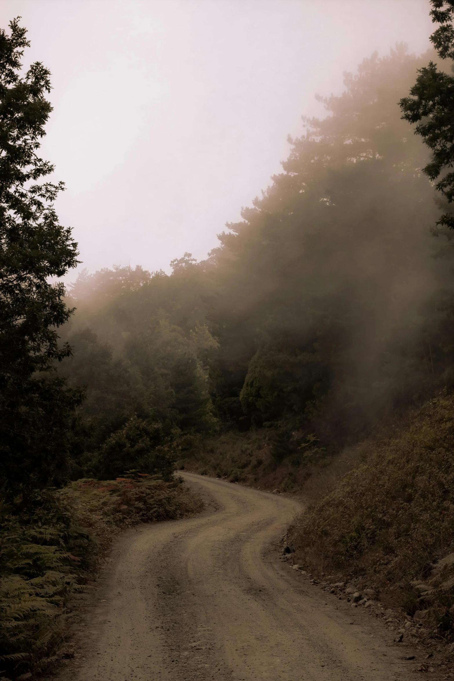 an image of a dirt road in the woods