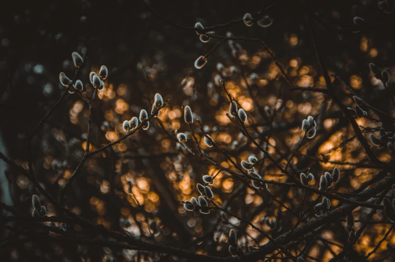 leaves and seeds of the plant in winter