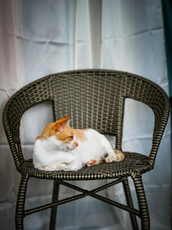 a cat laying on the seat of a wicker chair