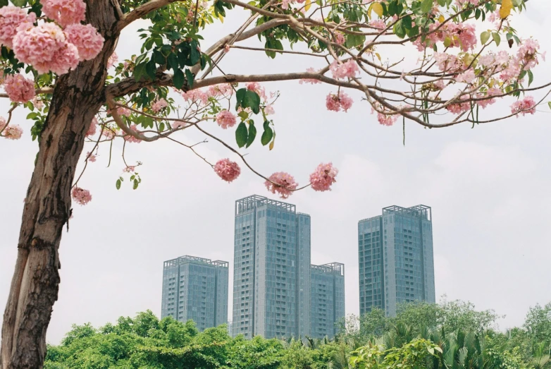 pink flowers grow on the tree in front of some large building