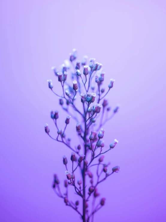 the top of a small plant with lots of tiny flowers