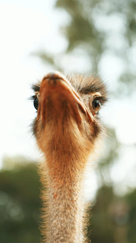 an ostrich head, looking directly into the camera lens