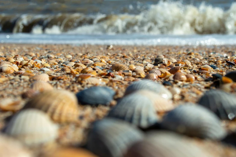 lots of small shells laying on the beach by the waves