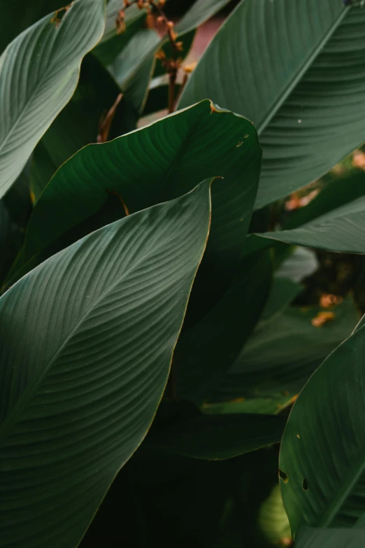 the large leaves of an elephant's tail plant