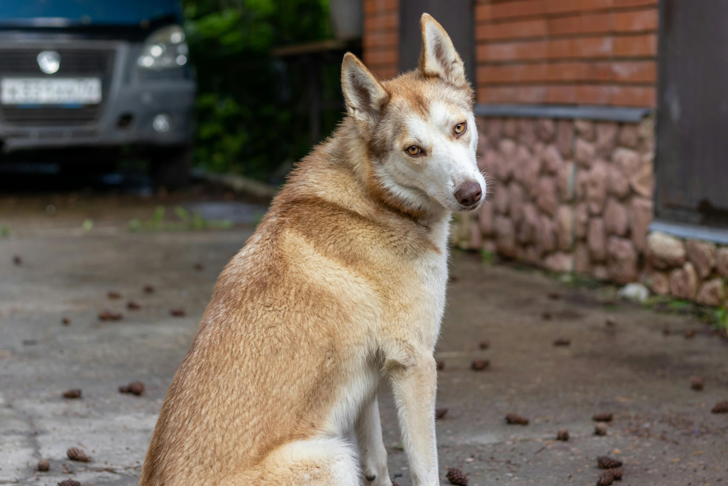 a tan dog sitting on the concrete next to a wall