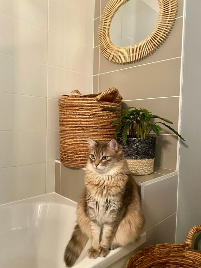 a cat sits on a bath tub next to some baskets