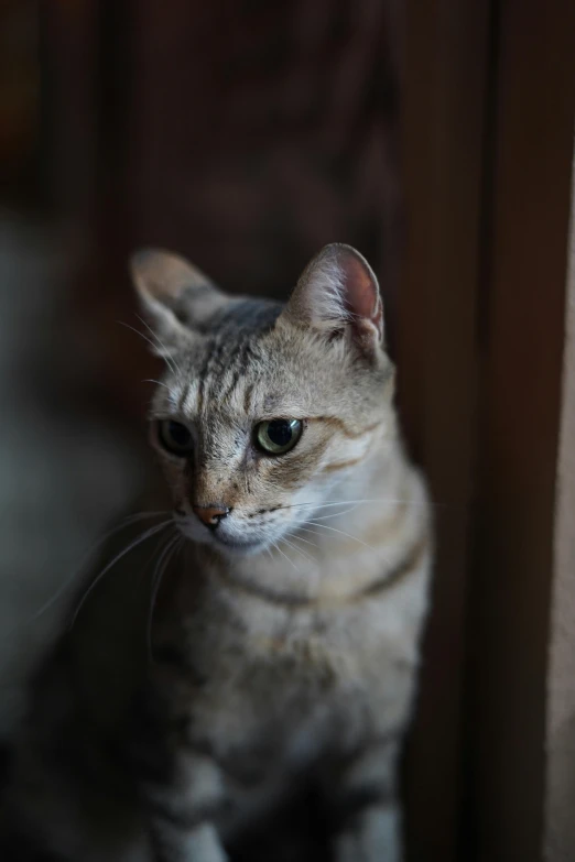 a cat is sitting on the ground looking