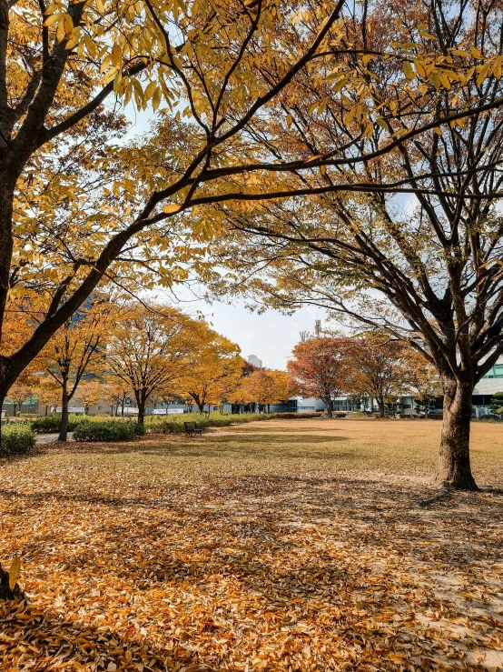 autumn foliage covers a park with trees on one side and a bench at the other