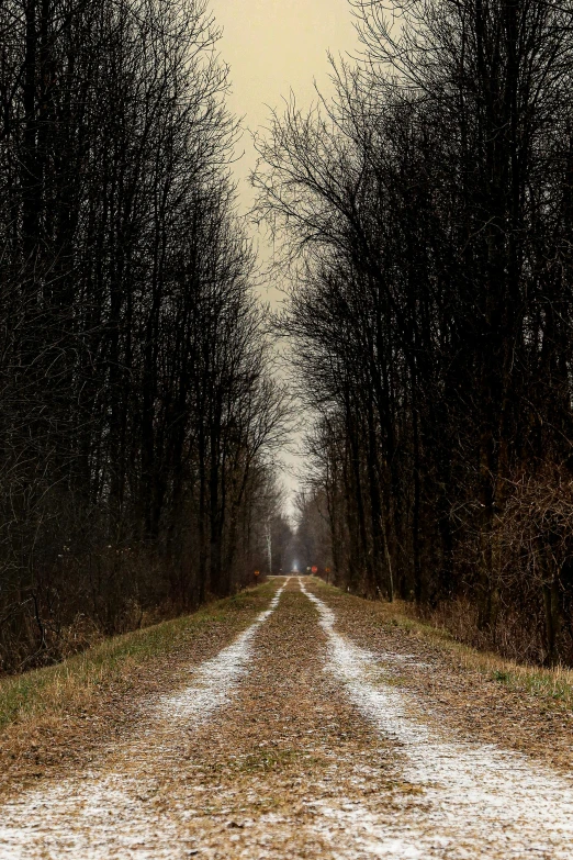 a dirt road that runs through the middle of a forest