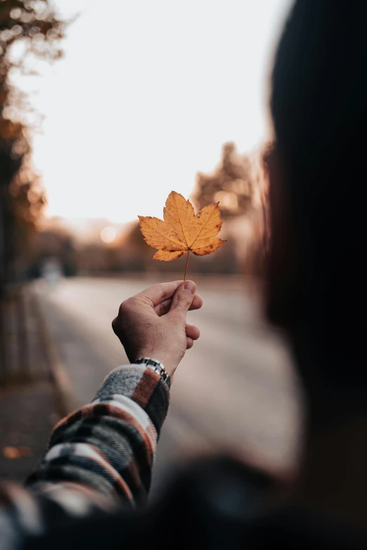 a person holds a yellow leaf over the shoulder of a person