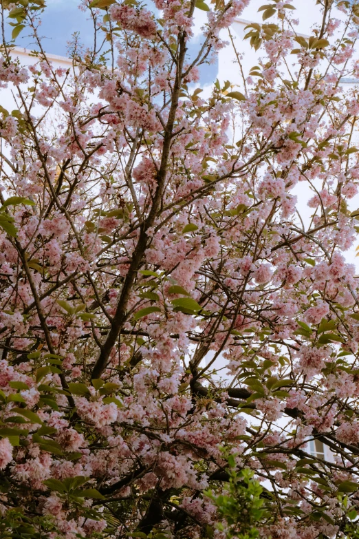 blossoming cherry blossoms on a tree with a clock in the background