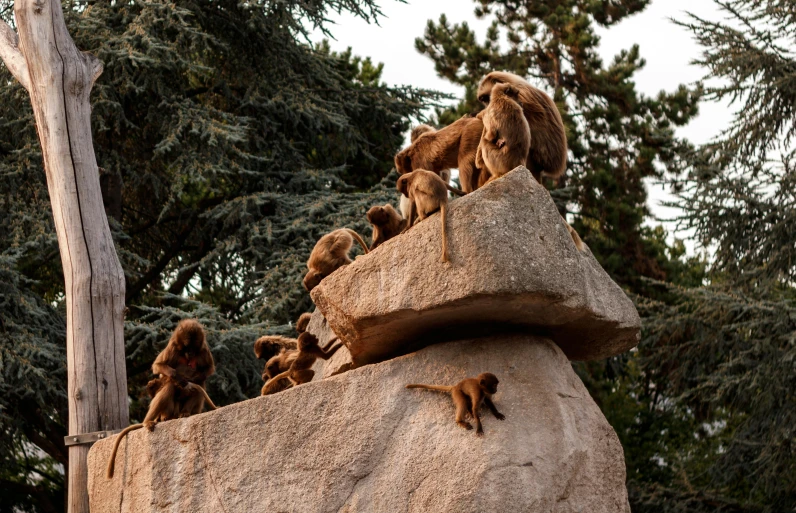 there are many monkey statues on the ledge
