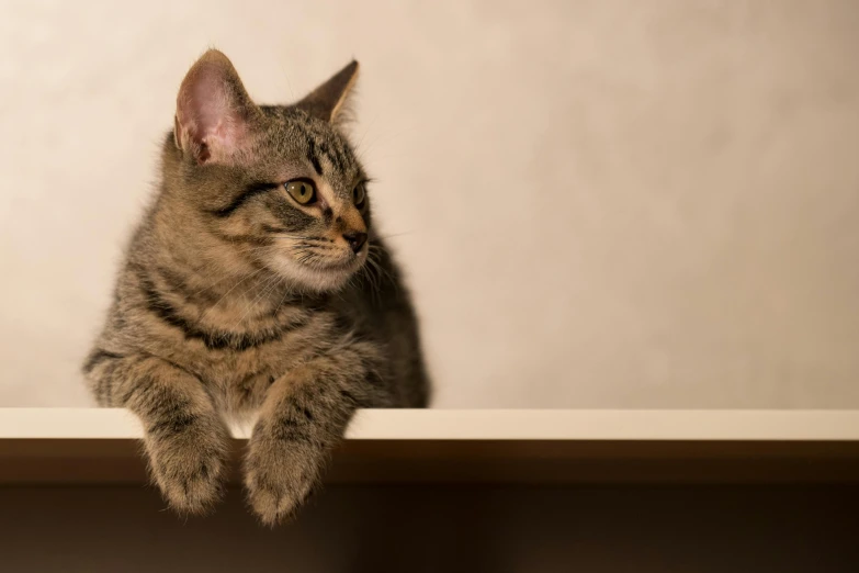 a small cat sits on a shelf looking straight ahead
