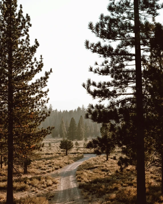 an empty trail in a big grassy area