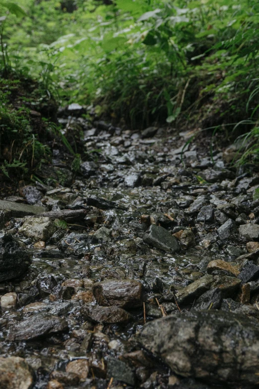 stream running through lush green vegetation in forest