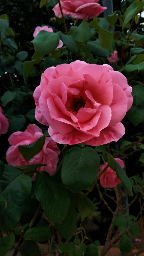 pink flowers in bloom by green leaves in the sunlight