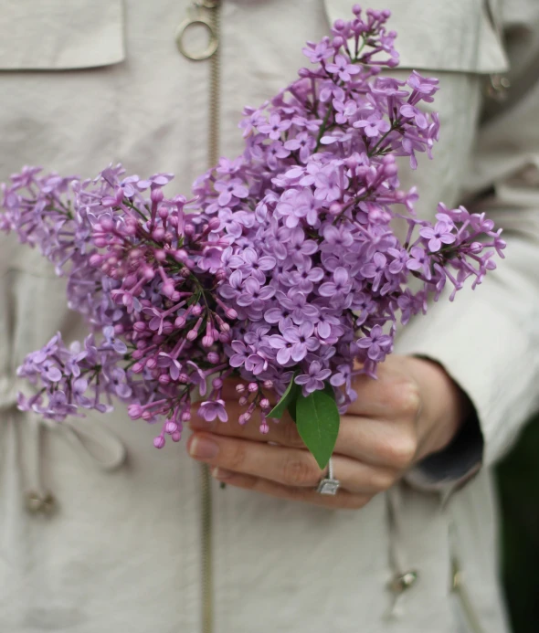 a woman is holding some lavender flowers in her hand