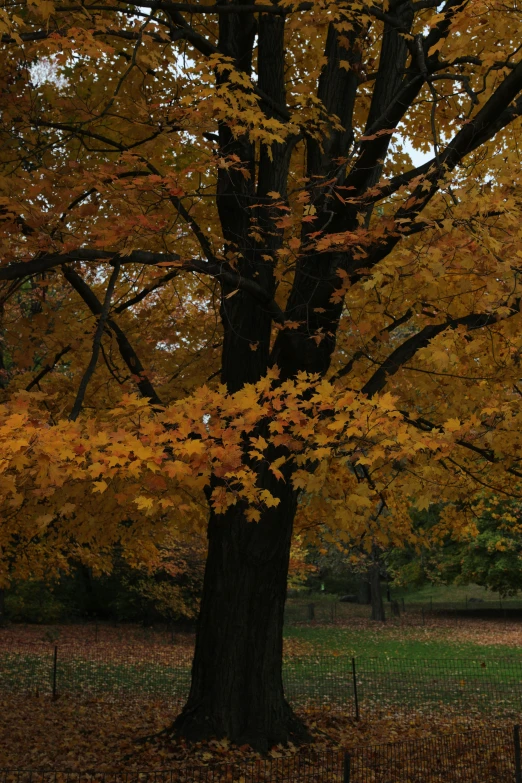 a large tree is in a park with some leaves on it