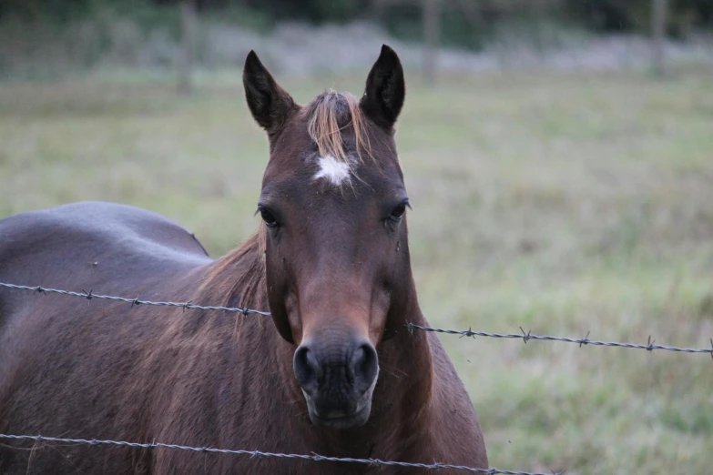 a horse standing behind a barbed wire fence