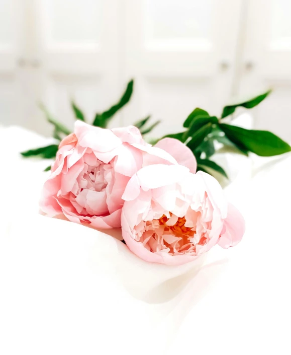 two pink peonies sitting on top of a bed