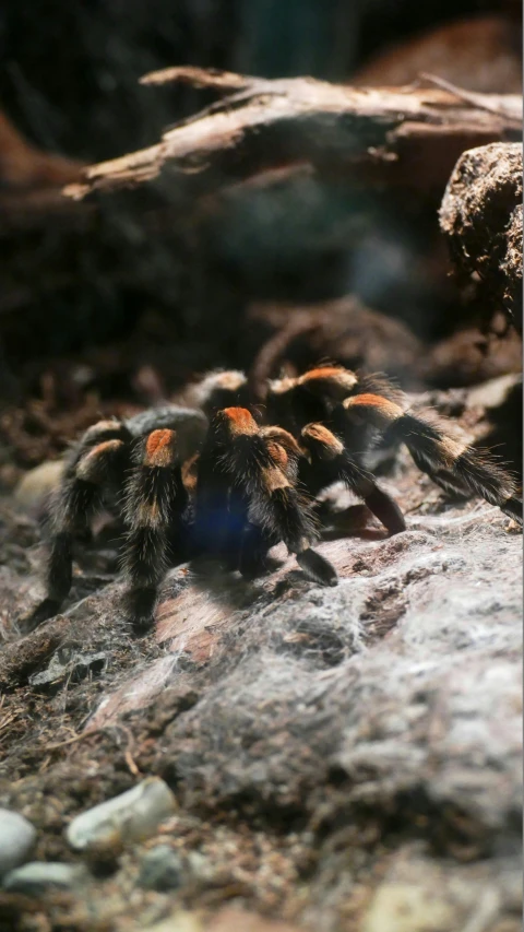 a large orange and black spider on the ground