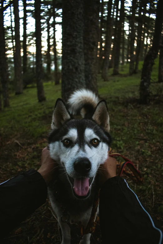 a dog that is standing in the grass