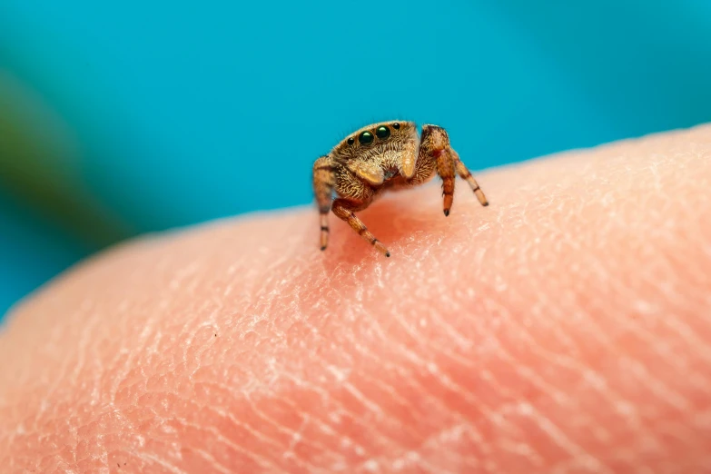 close up view of a jumping insect on a human hand