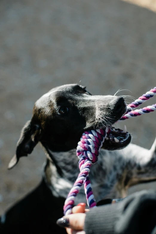 this is a dog that is holding a rope