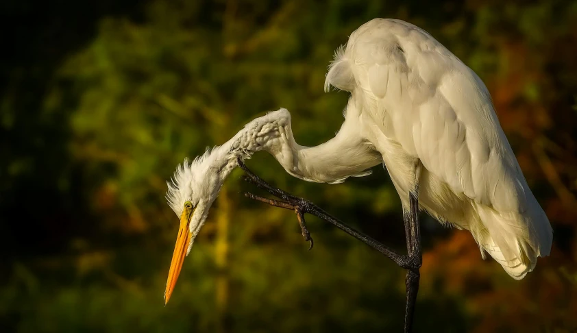 an image of a egret eating soing